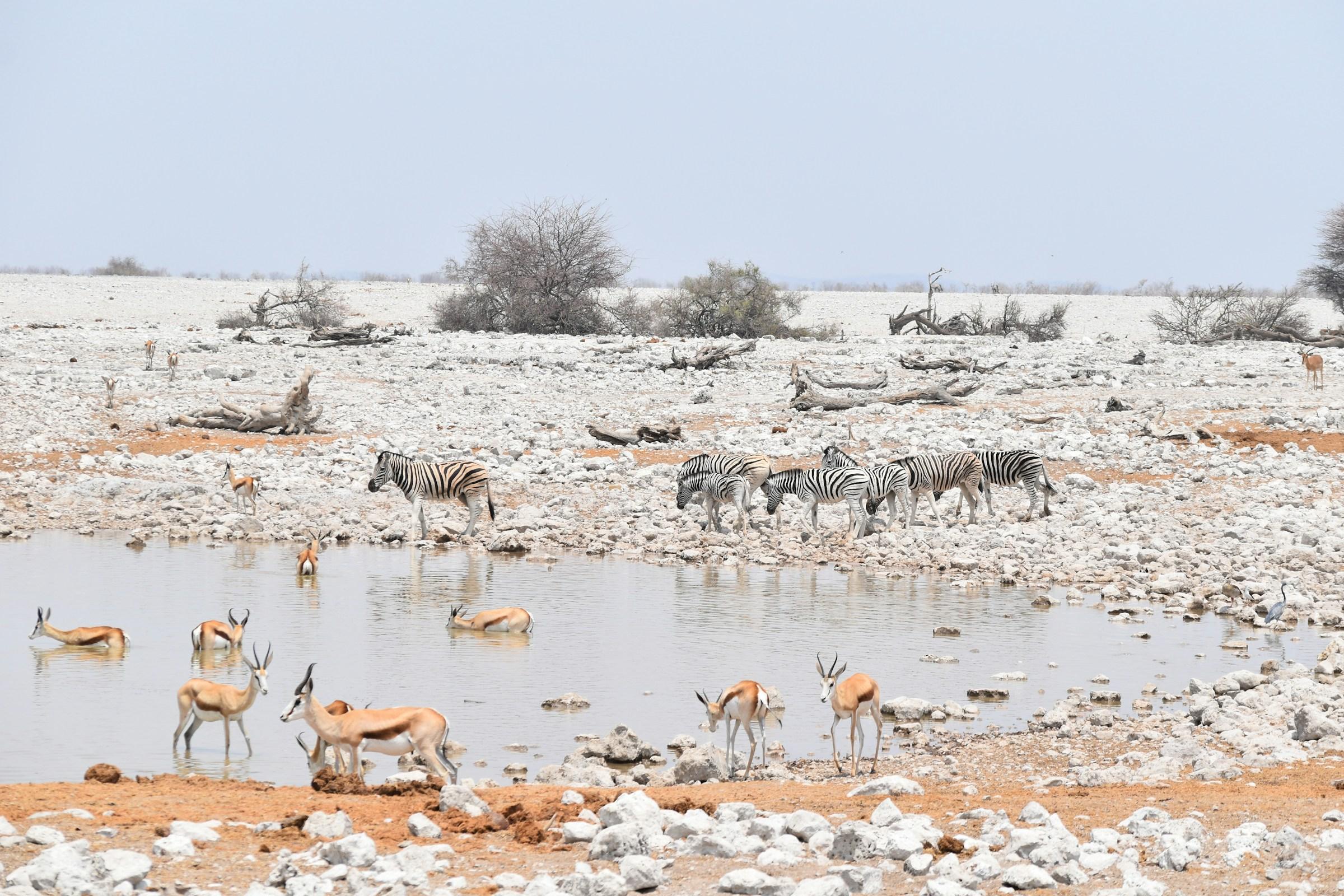 Etosha