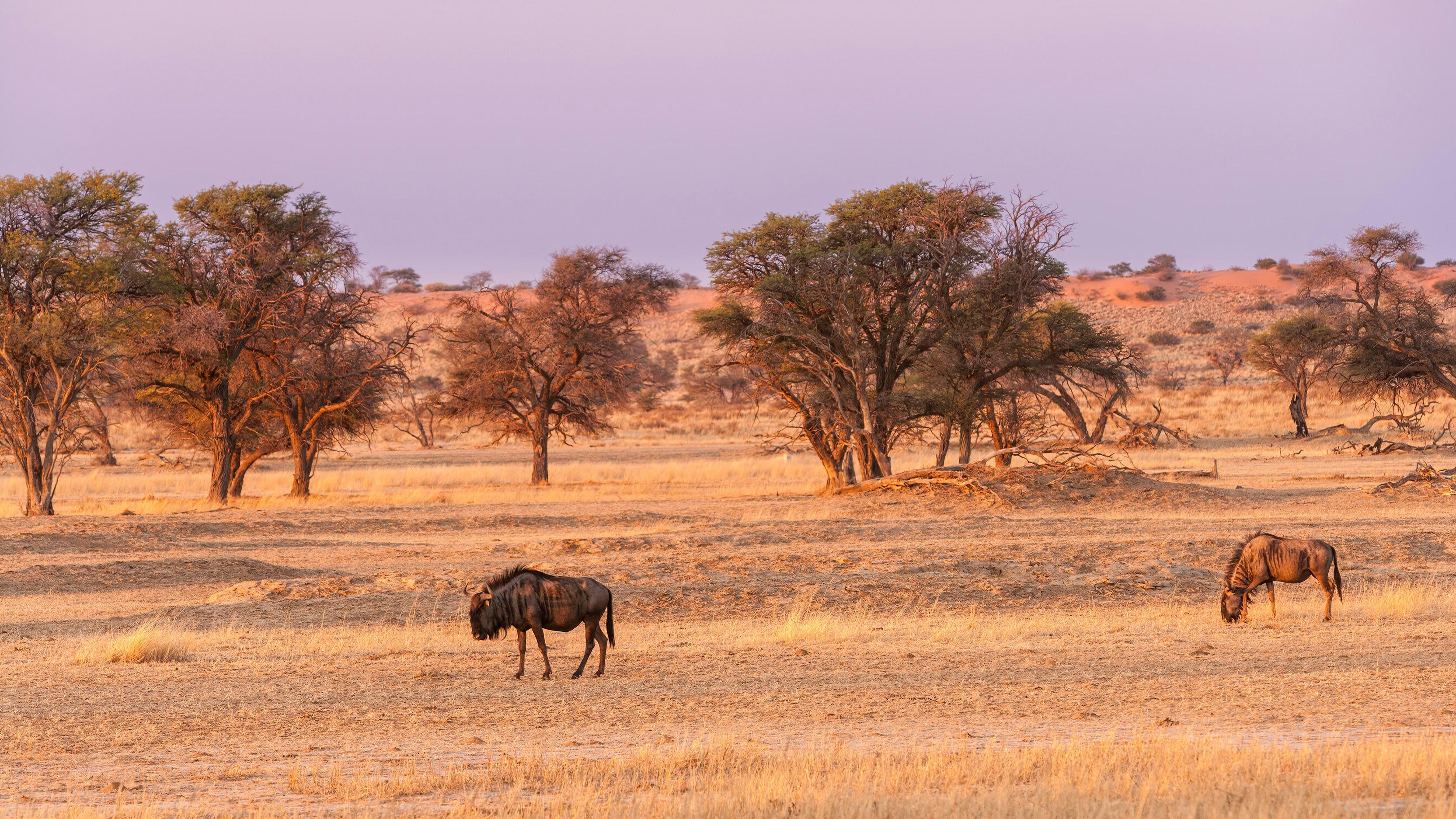 Kalahari